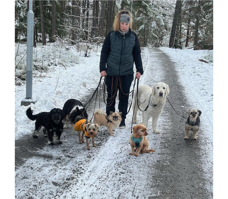 Hunddagis är på promenad 