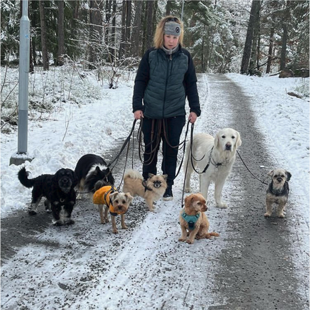 Hunddagis är på promenad 