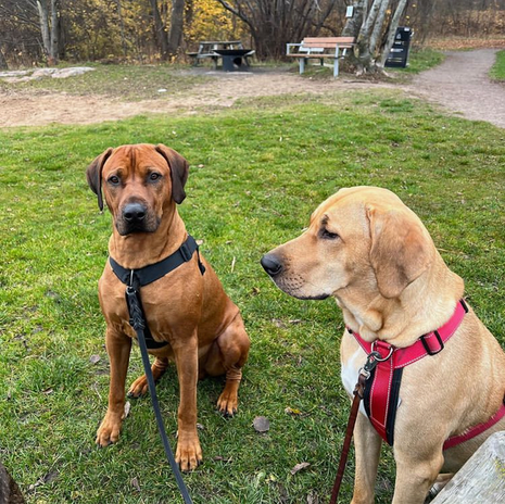 Boxer och labrador på hunddagis