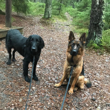 Hundar på promenad