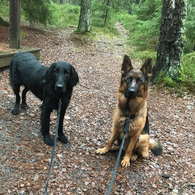 Hundar på promenad