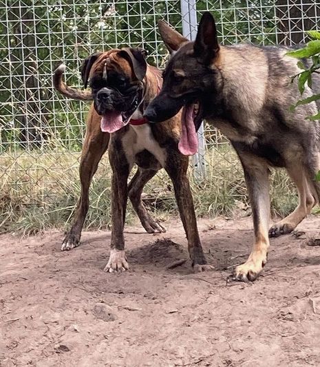 Bild från hundtema hunddagis rastgård