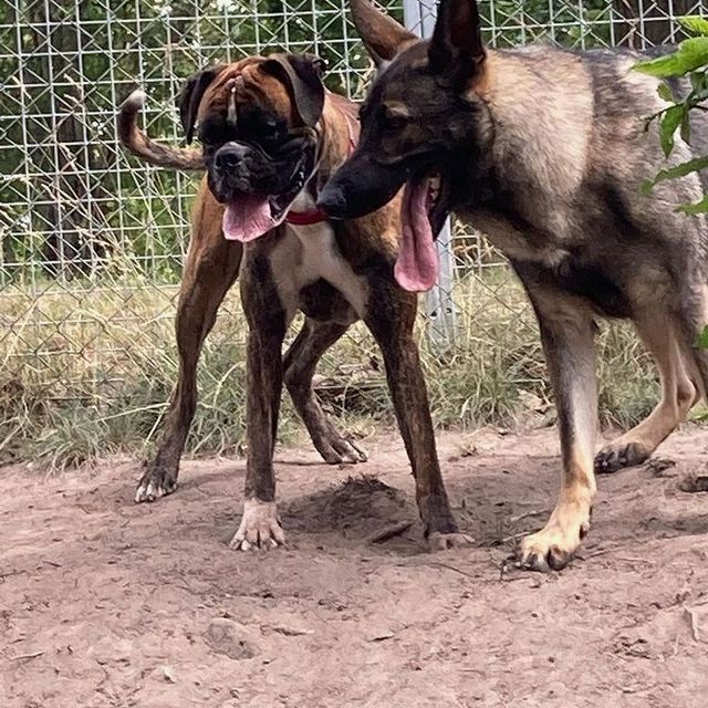 Bild från hundtema hunddagis rastgård