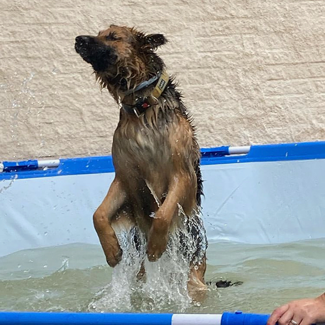 Hund som badar