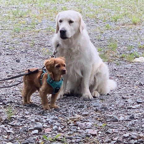 En labrador och terrier på hunddagis