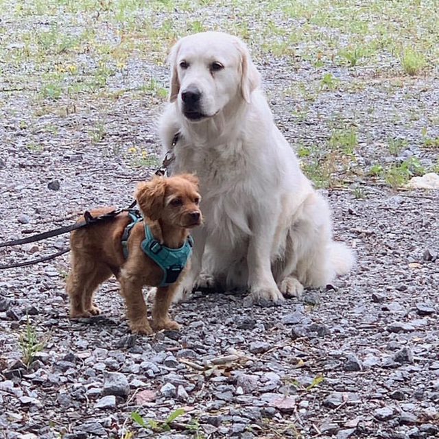 En labrador och terrier på hunddagis
