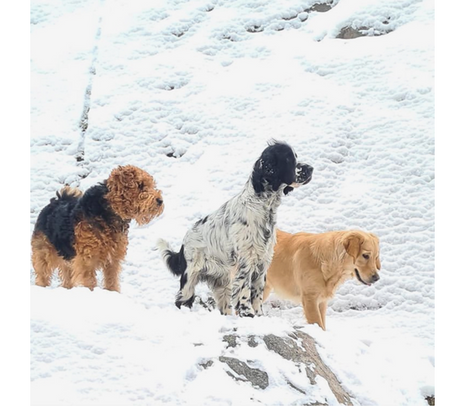 Hundar leker i snön