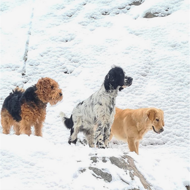 Hundar leker i snön