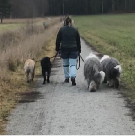 Hunddagis på promenad