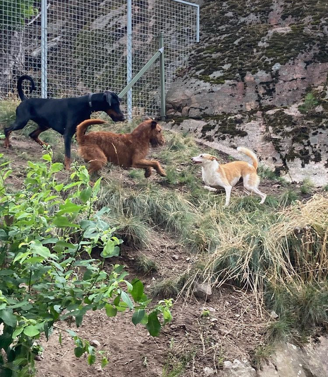 hunddagis leker i skogen
