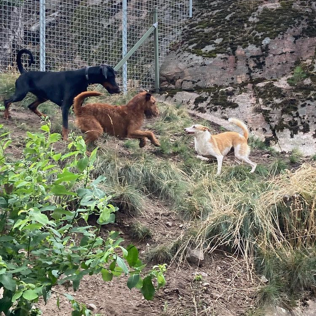 hunddagis leker i skogen