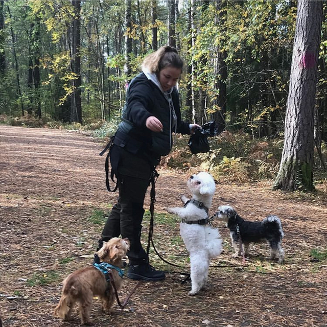 Hundlydnad